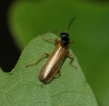 Rhagonycha lignosa