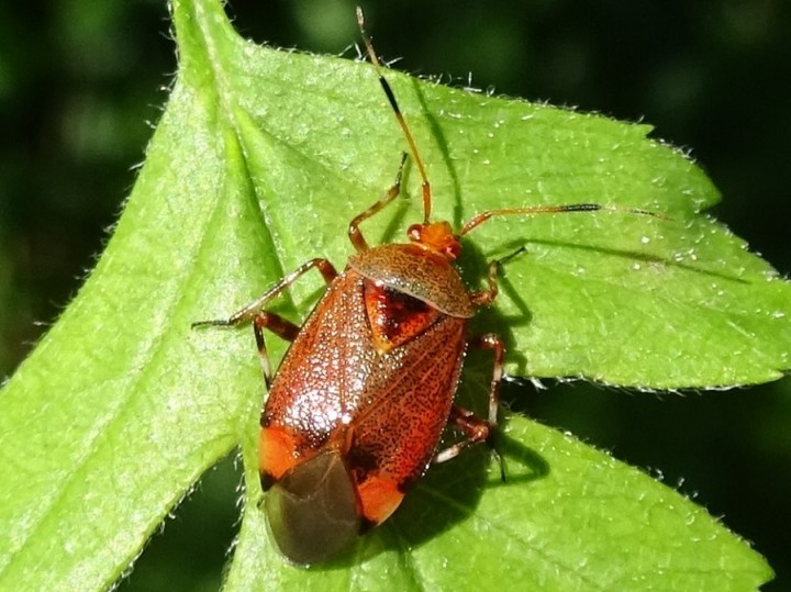 Deraecoriz olivaceus on hawthorn. Copyright: Raymond Small