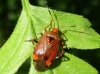 Deraecoriz olivaceus on hawthorn. 