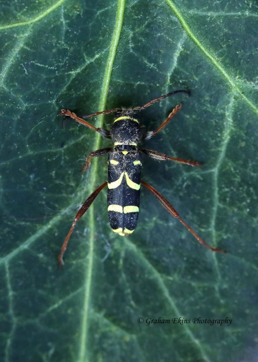 Clytus arietus 5 Copyright: Graham Ekins