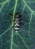 Clytus arietus 5 