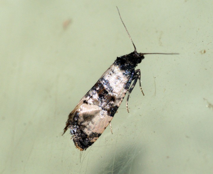 Cochylis atricapitana Copyright: Ben Sale