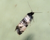 Cochylis atricapitana Copyright: Ben Sale