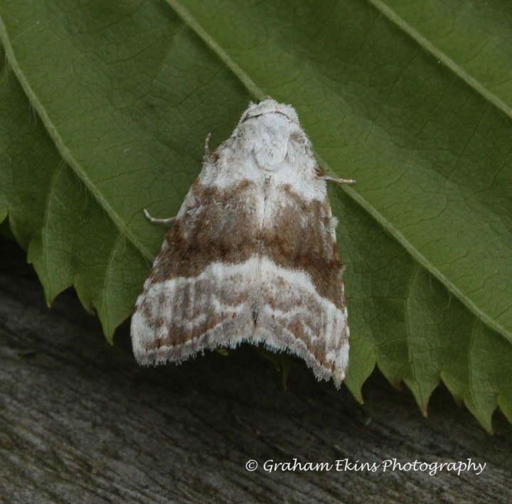 Meganola albula  Kent Black Arches Copyright: Graham Ekins