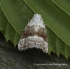 Meganola albula  Kent Black Arches Copyright: Graham Ekins