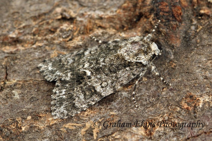 Acronicta rumicis  Knotgrass Copyright: Graham Ekins