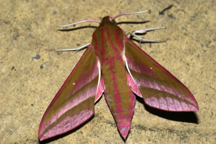 Elephant Hawk-moth 2 Copyright: Ben Sale