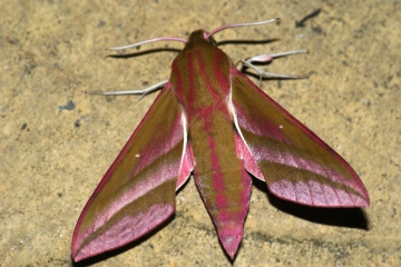 Elephant Hawk-moth 2 Copyright: Ben Sale