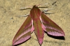 Elephant Hawk-moth 2