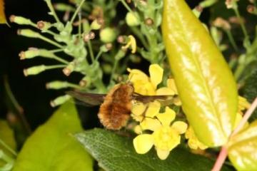 Bombylius major in flight