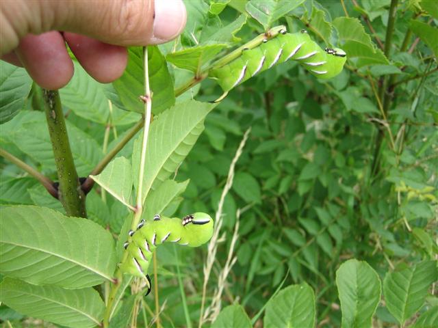 Privet Hawkmoth Cat 2 Copyright: Stephen Rolls