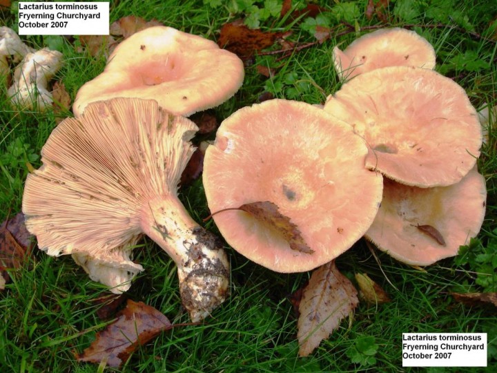 Lactarius torminosus Copyright: Graham Smith