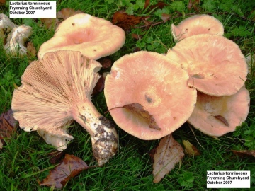 Lactarius torminosus Copyright: Graham Smith