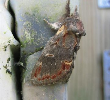 Iron Prominent. Copyright: Stephen Rolls