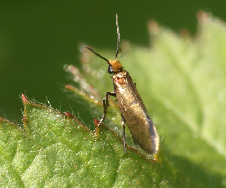 Micropterix calthella Copyright: Ben Sale