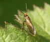 Micropterix calthella Copyright: Ben Sale