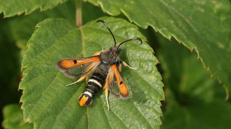 Fiery Clearwing Wallasea Copyright: Steve Arlow