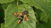 Fiery Clearwing Wallasea 