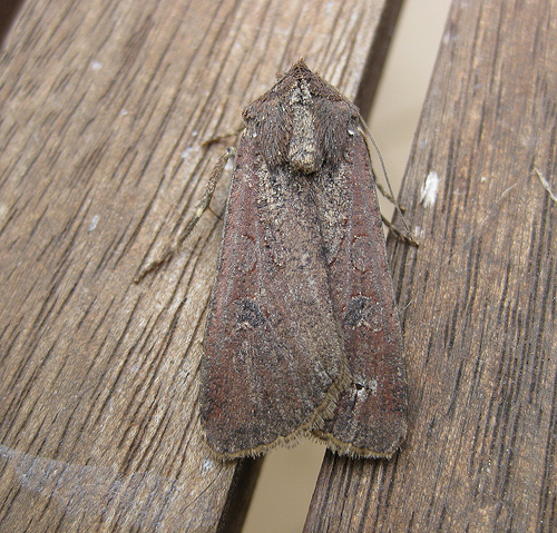 Pearly Underwing. Copyright: Stephen Rolls