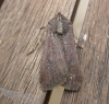 Pearly Underwing. Copyright: Stephen Rolls