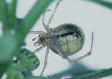 Enoplognatha latimana Copyright: Peter Harvey