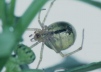 Enoplognatha latimana 