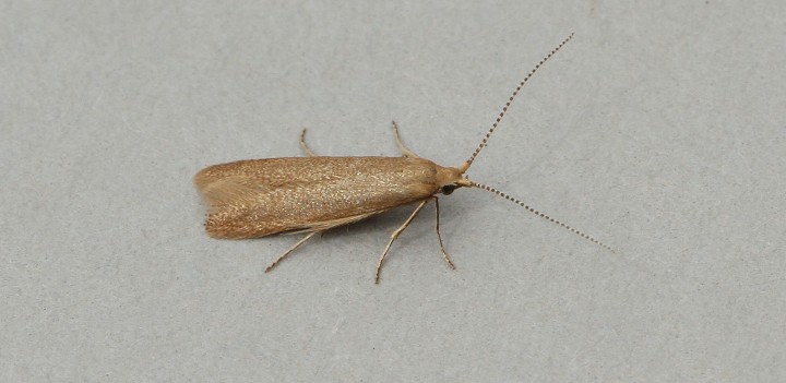 Coleophora gryphipennella Copyright: Graham Ekins