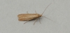 Coleophora gryphipennella