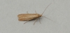 Coleophora gryphipennella Copyright: Graham Ekins