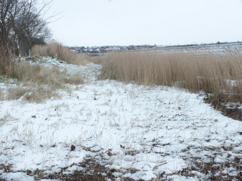 The Walls reedbed Copyright: Peter Pearson