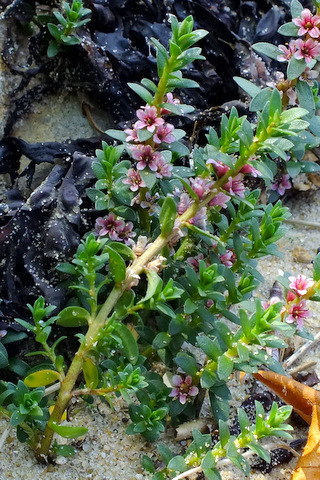 Sea Milkwort Lysimmachia maritima aka Glaux maritima 2 Copyright: Peter Pearson