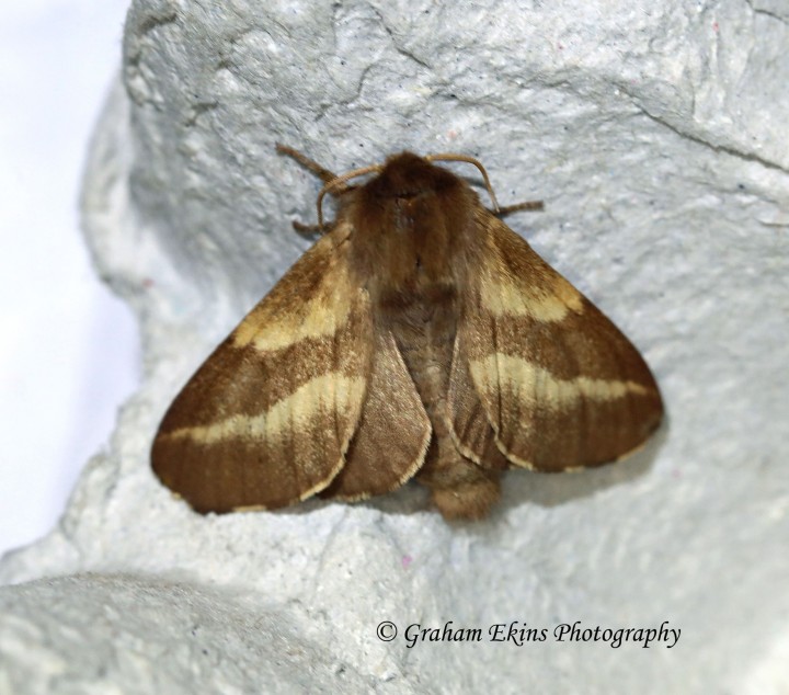 Malacosoma castrensis Ground Lackey female Copyright: Graham Ekins