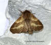 Malacosoma castrensis Ground Lackey female 