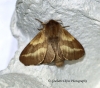 Malacosoma castrensis Ground Lackey female 