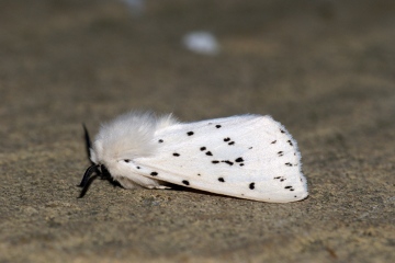 White Ermine 5 Copyright: Ben Sale