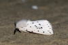 White Ermine 5