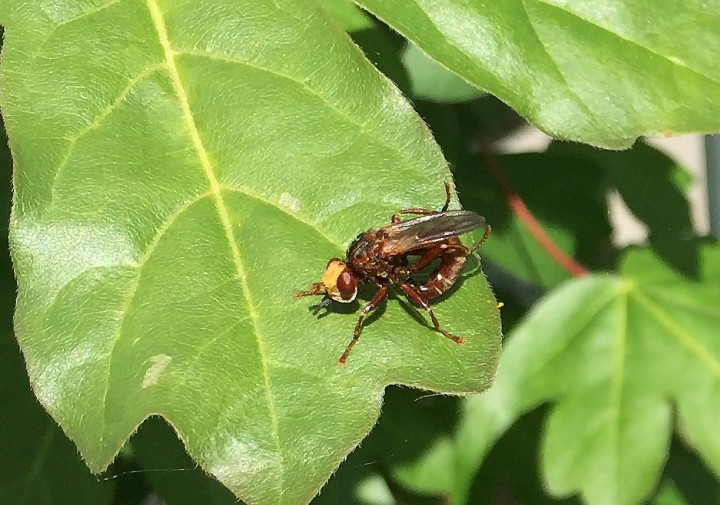 Sicus ferrugineus a Thick-headed Fly Copyright: Alan Shearman