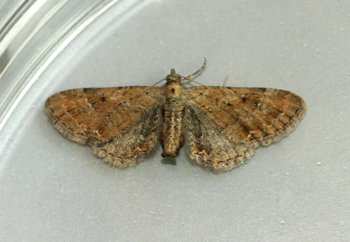 Plain Pug  Eupithecia simpliciata Copyright: Graham Ekins