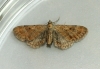 Plain Pug  Eupithecia simpliciata Copyright: Graham Ekins