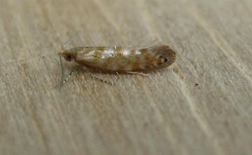 Argyresthia cupressella. Copyright: Stephen Rolls