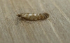 Argyresthia cupressella. Copyright: Stephen Rolls