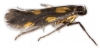 Euspilapteryx auroguttella 