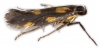 Euspilapteryx auroguttella Copyright: Chris Lewis