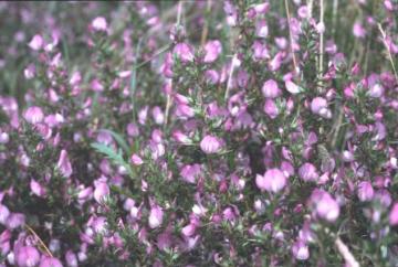 Ononis spinosa Copyright: Peter Harvey