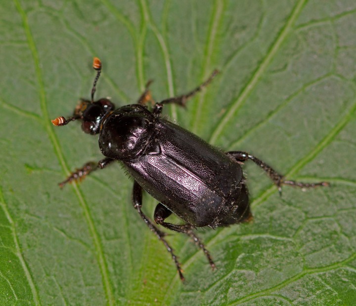 Nicrophorus humator 3 Copyright: Graham Ekins