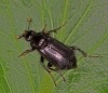 Nicrophorus humator 3