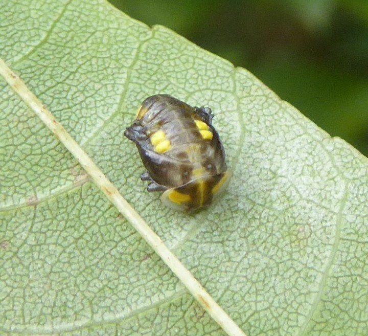 Halyzia sedecimguttata pupa Copyright: Yvonne Couch