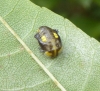 Halyzia sedecimguttata pupa 