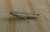 Batrachedra pinicolella.