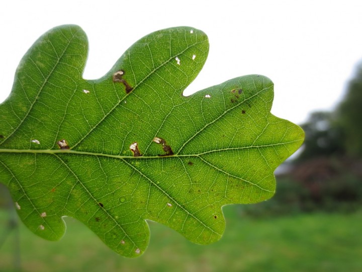 Bucculatrix ulmella mines. Copyright: Stephen Rolls